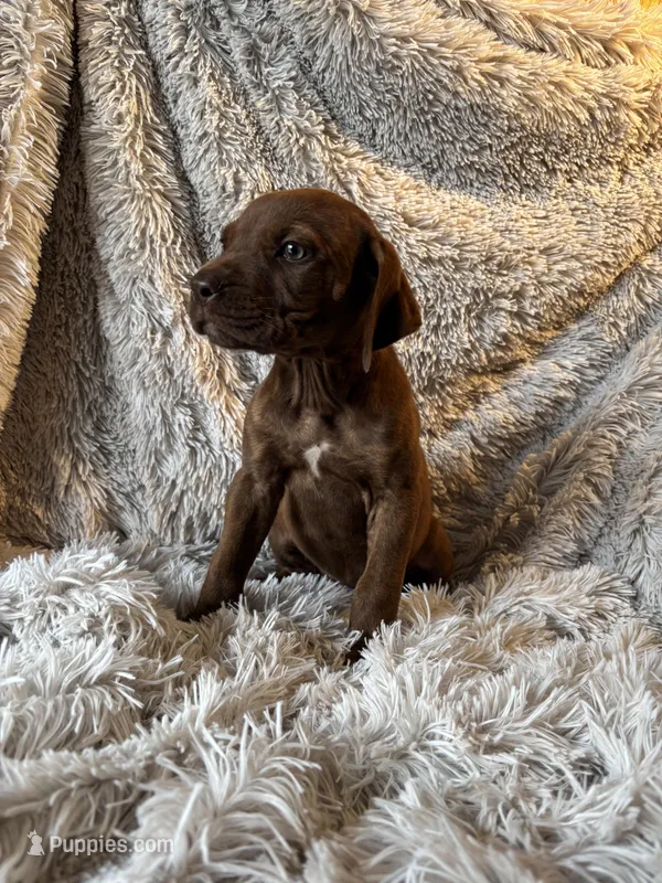 Female 2 – Rhodesian Ridgeback, Olde English Bulldogge puppy for sale in Corpus Christi, TX