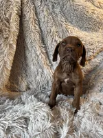 Female 2, a female Rhodesian Ridgeback and Olde English Bulldogge for sale in Corpus Christi, TX – Photo 3 of 8