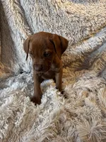 Female 2, a female Rhodesian Ridgeback and Olde English Bulldogge for sale in Corpus Christi, TX – Photo 2 of 8