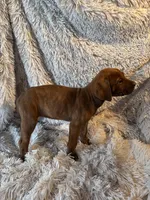 Female 2, a female Rhodesian Ridgeback and Olde English Bulldogge for sale in Corpus Christi, TX – Photo 5 of 8
