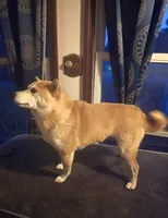 Belle, a female Shiba Inu for sale in Logan, OH – 4 of 4