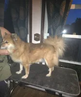 Lemon, a female Shiba Inu for sale in Logan, OH – 3 of 3