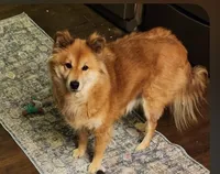 Lemon, a female Shiba Inu for sale in Logan, OH – 2 of 3