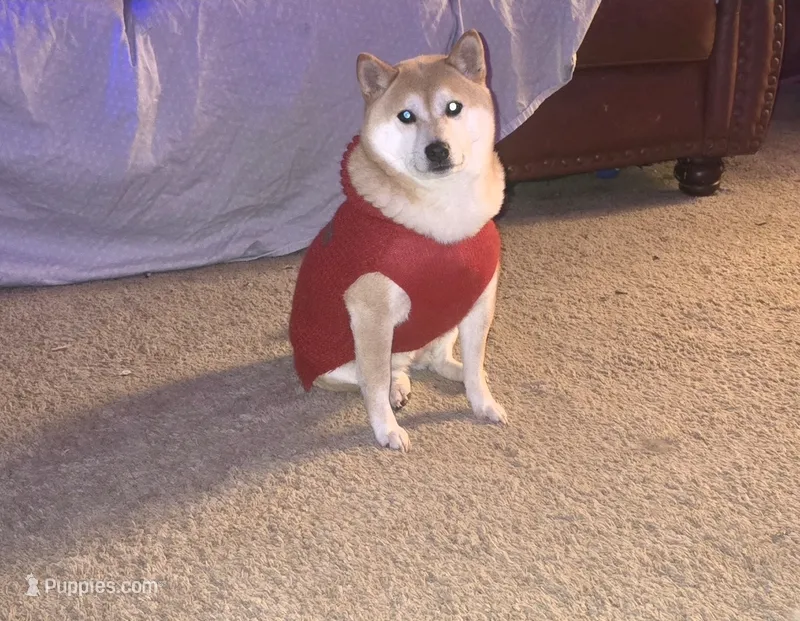 Belle – Shiba Inu puppy for sale in Logan, OH