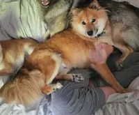 Lemon, a female Shiba Inu for sale in Logan, OH – 1 of 3