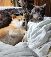 Belle, a female Shiba Inu for sale in Logan, OH – 2 of 4