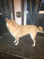Belle, a female Shiba Inu for sale in Logan, OH – 3 of 4
