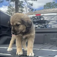 Pita Bread, a female Border Collie and Miniature Australian Shepherd for sale in Tallahassee, FL – Photo 2 of 4