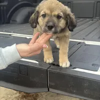Pita Bread, a female Border Collie and Miniature Australian Shepherd for sale in Tallahassee, FL – Photo 1 of 4