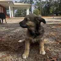 Pita Bread, a female Border Collie and Miniature Australian Shepherd for sale in Tallahassee, FL – Photo 4 of 4