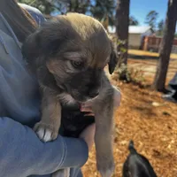 Pita Bread, a female Border Collie and Miniature Australian Shepherd for sale in Tallahassee, FL – Photo 3 of 4