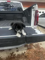 Saebelle, a female Border Collie and Miniature Australian Shepherd for sale in Tallahassee, FL – Photo 5 of 10