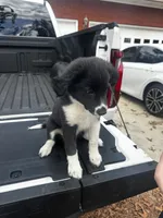 Saebelle, a female Border Collie and Miniature Australian Shepherd for sale in Tallahassee, FL – Photo 1 of 10