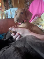 Roxy, a female Dachshund and Miniature Dachshund for sale in Mora, NM – 1 of 4
