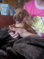 Roxy, a female Dachshund and Miniature Dachshund for sale in Mora, NM – 2 of 4