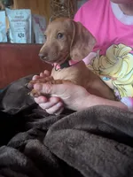 Roxy, a female Dachshund and Miniature Dachshund for sale in Mora, NM – 3 of 4