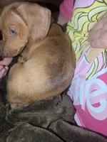 Rocco Jr, a male Miniature Dachshund for sale in Mora, NM – 3 of 3