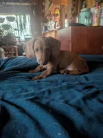 Rocco Jr, a male Miniature Dachshund for sale in Mora, NM – 2 of 3