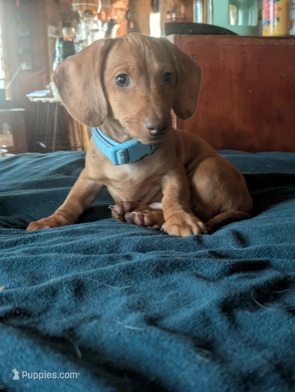 Rocco Jr – Miniature Dachshund puppy for sale in Mora, NM
