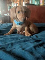 Rocco Jr, a male Miniature Dachshund for sale in Mora, NM – 1 of 3