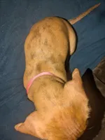 Roxy, a female Dachshund and Miniature Dachshund for sale in Mora, NM – 4 of 4