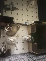 processed/929abe0f-9cb5-4696-a924-5fce78d20121/facility/7a07cc95-73f0-4f58-b887-e029d36469ca