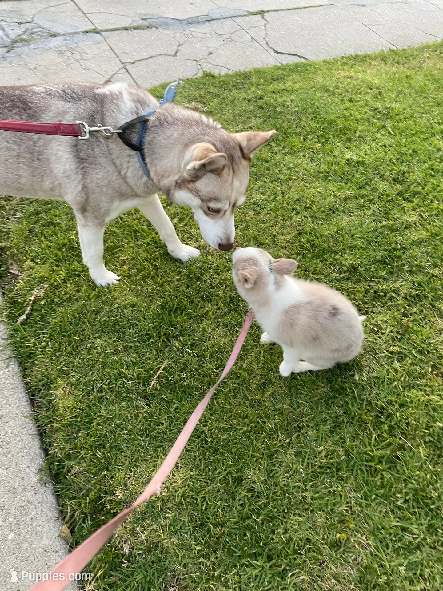 Falcor, a female Pomsky for sale in Los Angeles, CA – Photo 2 of 5