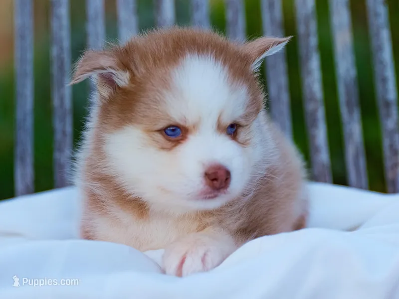 Wooly – Pomsky puppy for sale in Los Angeles, CA