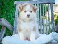 Wooly, a male Pomsky for sale in Los Angeles, CA – Photo 5 of 5