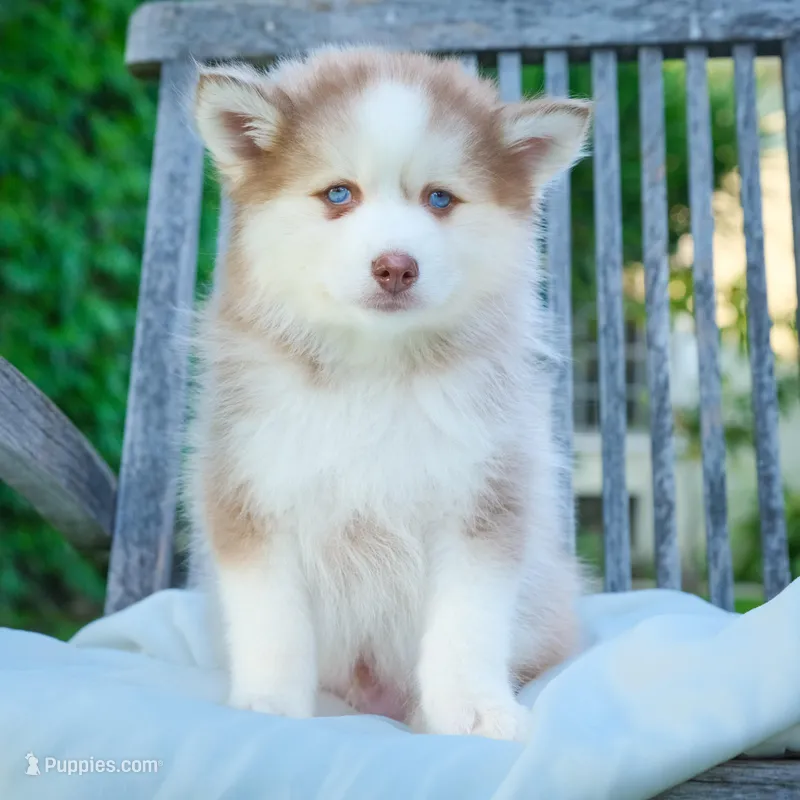 Wooly – Pomsky puppy for sale in Los Angeles, CA
