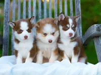 Wooly, a male Pomsky for sale in Los Angeles, CA – Photo 6 of 6