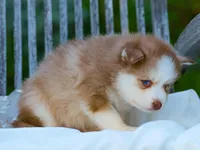 Wooly, a male Pomsky for sale in Los Angeles, CA – Photo 4 of 6