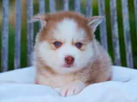 Wooly, a male Pomsky for sale in Los Angeles, CA – Photo 2 of 6
