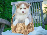 Wooly, a male Pomsky for sale in Los Angeles, CA – Photo 2 of 5