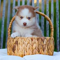 Wooly, a male Pomsky for sale in Los Angeles, CA – Photo 5 of 6