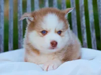 Wooly, a male Pomsky for sale in Los Angeles, CA – Photo 3 of 6