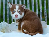 Choco, a male Pomsky for sale in Los Angeles, CA – Photo 2 of 5