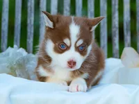 Choco, a male Pomsky for sale in Los Angeles, CA – Photo 4 of 5