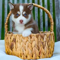 Choco, a male Pomsky for sale in Los Angeles, CA – Photo 3 of 5