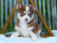 Choco, a male Pomsky for sale in Los Angeles, CA – Photo 1 of 5