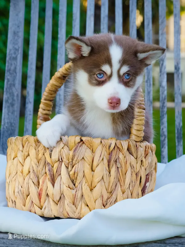 Choco – Pomsky puppy for sale in Los Angeles, CA