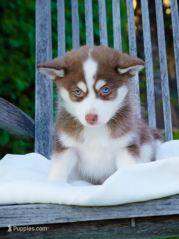 Choco – Pomsky puppy for sale in Los Angeles, CA