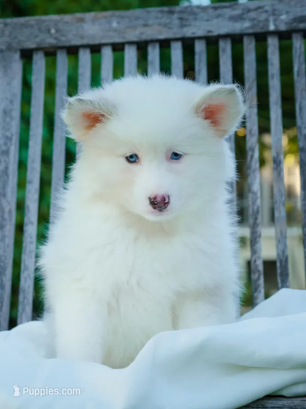 Snow  – Pomsky puppy for sale in Los Angeles, CA