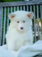 Snow , a female Pomsky for sale in Los Angeles, CA – Photo 1 of 5