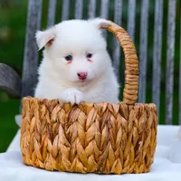 Snow , a female Pomsky for sale in Los Angeles, CA – Photo 1 of 4