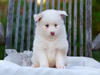 Snow , a female Pomsky for sale in Los Angeles, CA – Photo 2 of 4