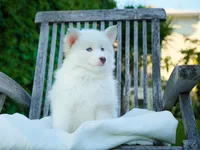 Snow , a female Pomsky for sale in Los Angeles, CA – Photo 5 of 5
