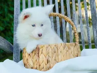 Snow , a female Pomsky for sale in Los Angeles, CA – Photo 2 of 5