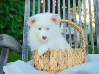 Snow , a female Pomsky for sale in Los Angeles, CA – Photo 4 of 5