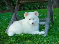 Snow , a female Pomsky for sale in Los Angeles, CA – Photo 3 of 5
